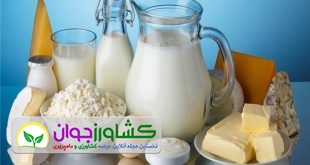 خرید شیر خام زیر قیمت مصوب اوضاع دامداران را وخیم کرد