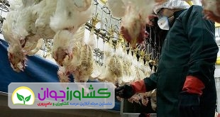 تب‌کردن صنعت مرغداری بر اثر آنفلوآنزا