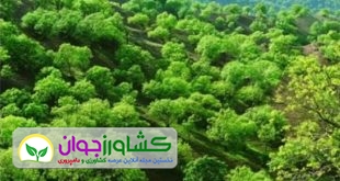 توسعه و صیانت از جنگل ها نیازمند مشارکت همگانی است