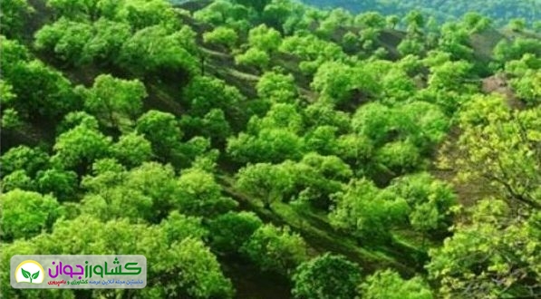 اخبار کشاورزی